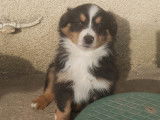 Chiots Berger Américain Miniature LOF à vendre
