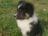 Chiots Berger Américain Miniature LOF à vendre