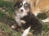 Chiots Berger Américain Miniature LOF à vendre