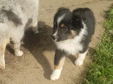 Chiots Berger Américain Miniature LOF à vendre
