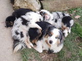Chiots Berger Américain Miniature LOF à vendre
