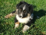 Chiots Berger Américain Miniature LOF à vendre
