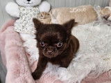 À vendre un chiot Chihuahua mâle à poil long chocolat (LOF)
