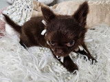 À vendre un chiot Chihuahua mâle à poil long chocolat (LOF)