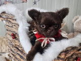 À vendre un chiot Chihuahua mâle à poil long chocolat (LOF)
