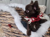 À vendre un chiot Chihuahua mâle à poil long chocolat (LOF)