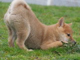 Chiot femelle Shiba Inu LOF disponible à l’achat