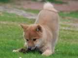 Chiot femelle Shiba Inu LOF disponible à l’achat