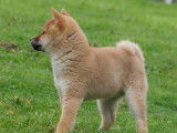 Chiot femelle Shiba Inu LOF disponible à l’achat