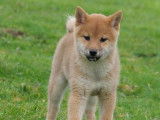 Chiot femelle Shiba Inu LOF disponible à l’achat