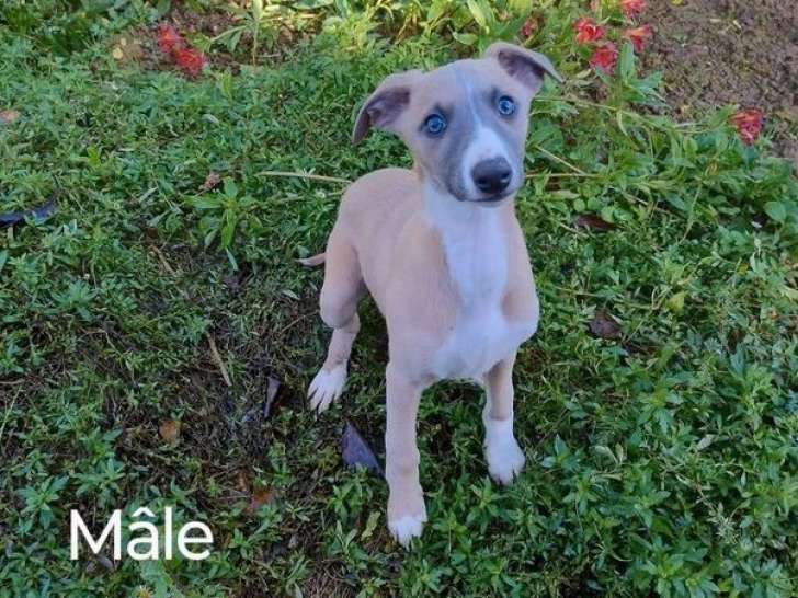 Mises en vente de 2 chiots Whippets LOF