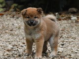 2 chiots mâles Shiba Inu roux LOF disponibles à la vente