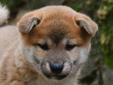 2 chiots mâles Shiba Inu roux LOF disponibles à la vente