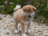 2 chiots mâles Shiba Inu roux LOF disponibles à la vente