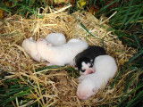 À réserver 4 chiots Huskys Sibériens LOF
