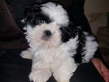 Des chiots Shih Tzu LOF disponibles à la vente