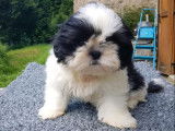 Des chiots Shih Tzu LOF disponibles à la vente