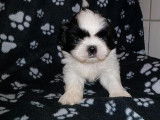 Des chiots Shih Tzu LOF disponibles à la vente