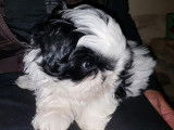 Des chiots Shih Tzu LOF disponibles à la vente