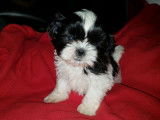 Des chiots Shih Tzu LOF disponibles à la vente