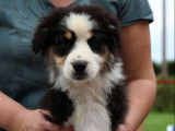 4 chiots Bergers Australiens LOF disponibles à la vente