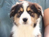 4 chiots Bergers Australiens LOF disponibles à la vente