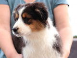 4 chiots Bergers Australiens LOF disponibles à la vente