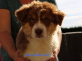 4 chiots Bergers Australiens LOF disponibles à la vente