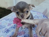 Chiots de type Chihuahua à vendre (5 femelles & 1 mâle)