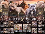 Chiots American Bully pocket à vendre