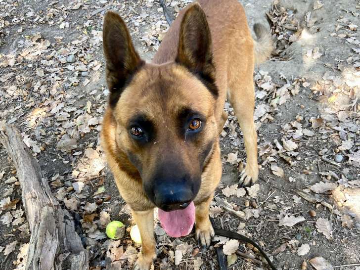 Philou, Malinois adulte à adopter