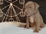 Chiots American Bully à vendre