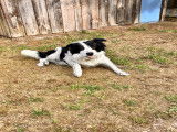 Mâle de type Border Collie disponible pour saillie