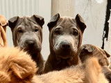Chiot Shar-Pei à vendre