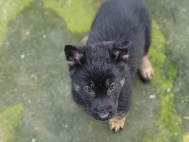 À réserver 2 chiots Bergers Allemands LOF