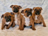 4 chiots Staffordshire Bull Terriers rouges LOF disponibles à la vente