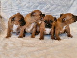 4 chiots Staffordshire Bull Terriers rouges LOF disponibles à la vente