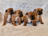 4 chiots Staffordshire Bull Terriers rouges LOF disponibles à la vente