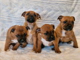 4 chiots Staffordshire Bull Terriers rouges LOF disponibles à la vente