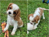 2 chiots femelles Cavaliers King Charles LOF blenheim à acheter
