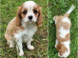 2 chiots femelles Cavaliers King Charles LOF blenheim à acheter