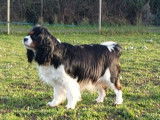 2 chiots femelles Cavaliers King Charles LOF blenheim à acheter