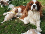 2 chiots femelles Cavaliers King Charles LOF blenheim à acheter