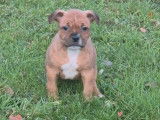 À vendre 3 chiots Staffordshire Bull Terriers LOF