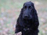 Un chiot mâle Cocker Anglais de couleur noir LOF disponible à la réservation