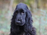 À vendre 2 chiots mâles Cockers Anglais noirs LOF
