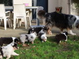 Des chiots Bergers Australiens LOF à réserver
