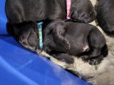 Chiots Labrador brun chocolat à vendre