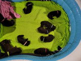 Chiots Labrador brun chocolat à vendre