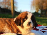 9 chiots Saint-Bernard tricolores LOF à vendre